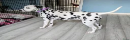 Dalmatian dogs for sale: Upcoming Dalmatian Litter in Axminster - Advert 4