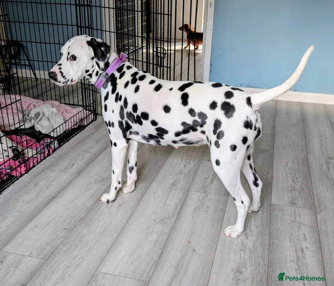 Dalmatian dogs for sale: Upcoming Dalmatian Litter in Axminster - Advert 4