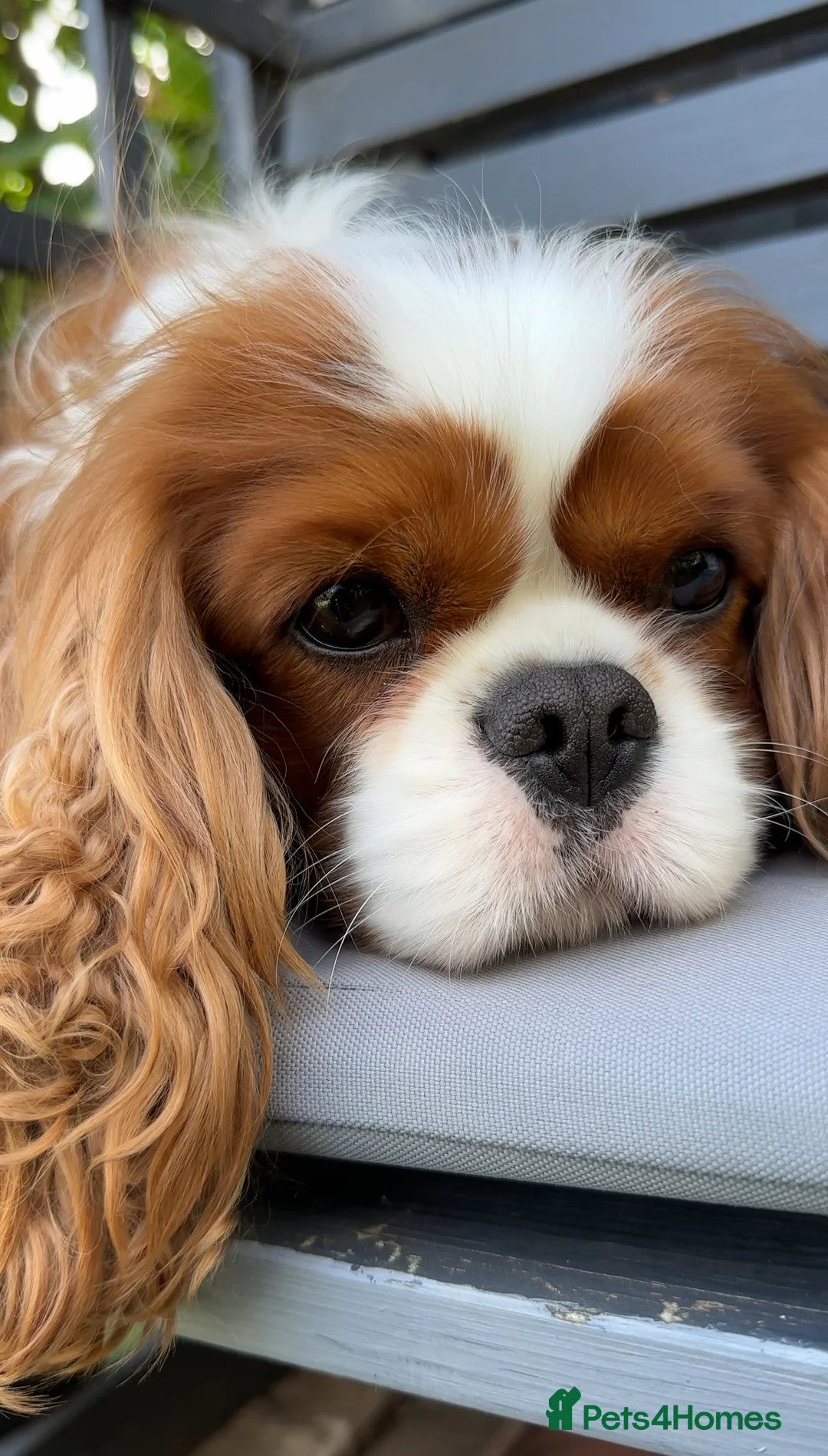Cavalier King Charles Spaniel dogs for stud: KC Reg Health Tested Excellent Pedigrees for STUD in Nottingham - Advert 7