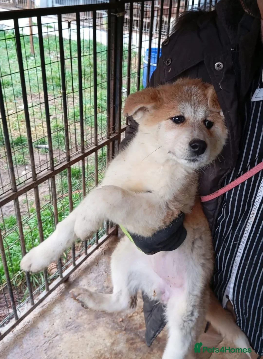 Mixed Breed dogs for adoption: Davina - north Walsham Norfolk  - Advert 11