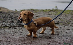 Miniature Dachshund dogs for stud: Miniature Dachshund Stud  - Image 2