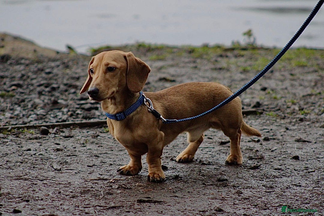 Miniature Dachshund dogs for stud: Miniature Dachshund Stud  - Image 2