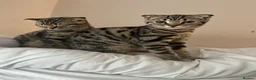 Bengal cats for sale: ❤️SCOTTISH FOLD + BENGAL CAT FOR SALE (FEMALE CAT) in High Wycombe - Advert 4