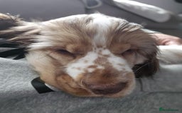 Cocker Spaniel dogs for sale: Kc chocolate roan sable - Image 3