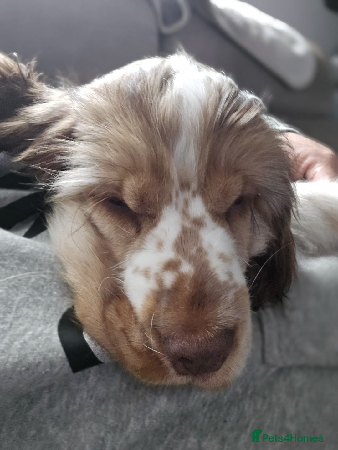 Cocker Spaniel dogs for sale: Kc chocolate roan sable - Image 3