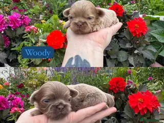 Shih Tzu dogs Lavender Imperial Shih Tzu Boys - Advert 4