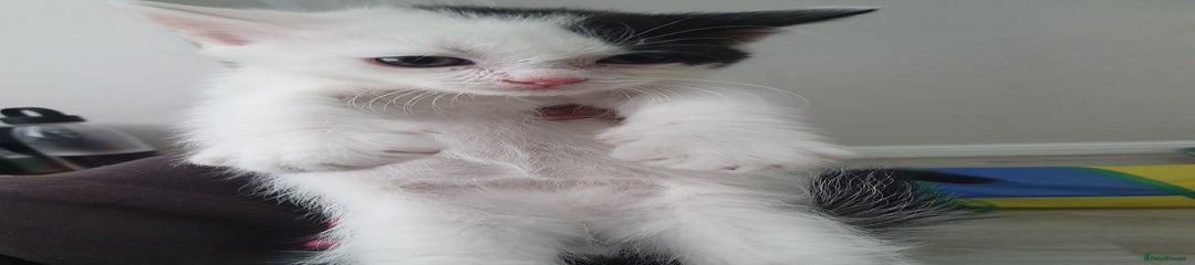 Mixed Breed Kitten 2