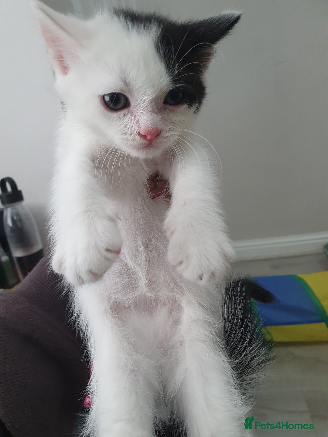 Mixed Breed cats for sale: Maincoon/ragdoll&Siberian kittens [price varies] - Image 16