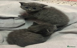Russian Blue cats for sale: Two beautiful girl Russian blues 🫶 - Image 12