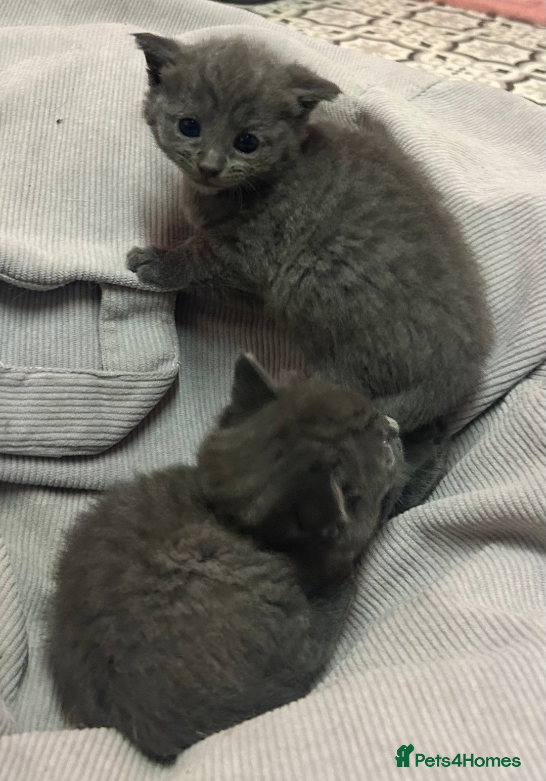Russian Blue cats for sale: Two beautiful girl Russian blues 🫶 - Image 12