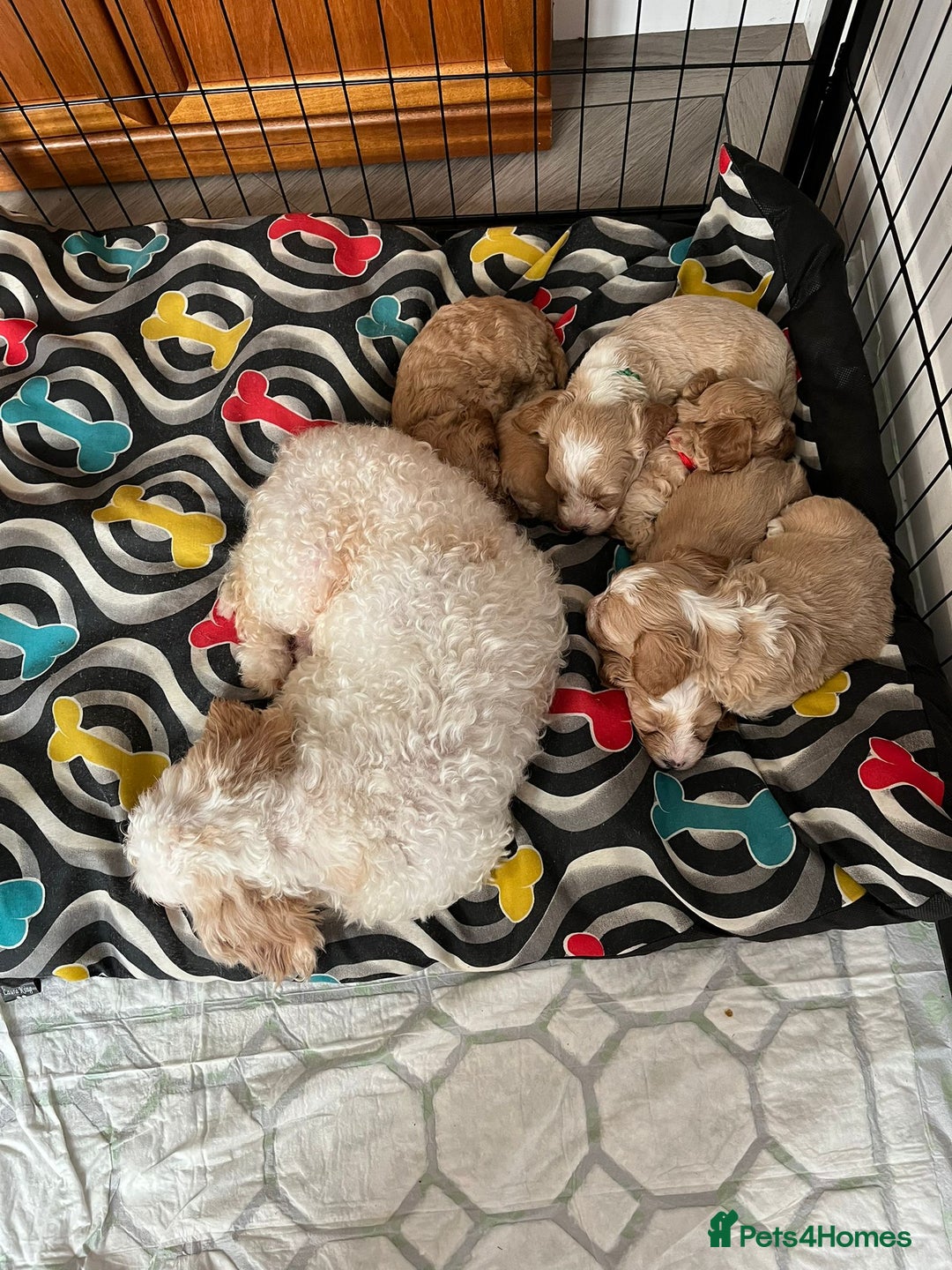 Cavapoo dogs for sale: Beautiful healthy cavapoo puppies - Image 6