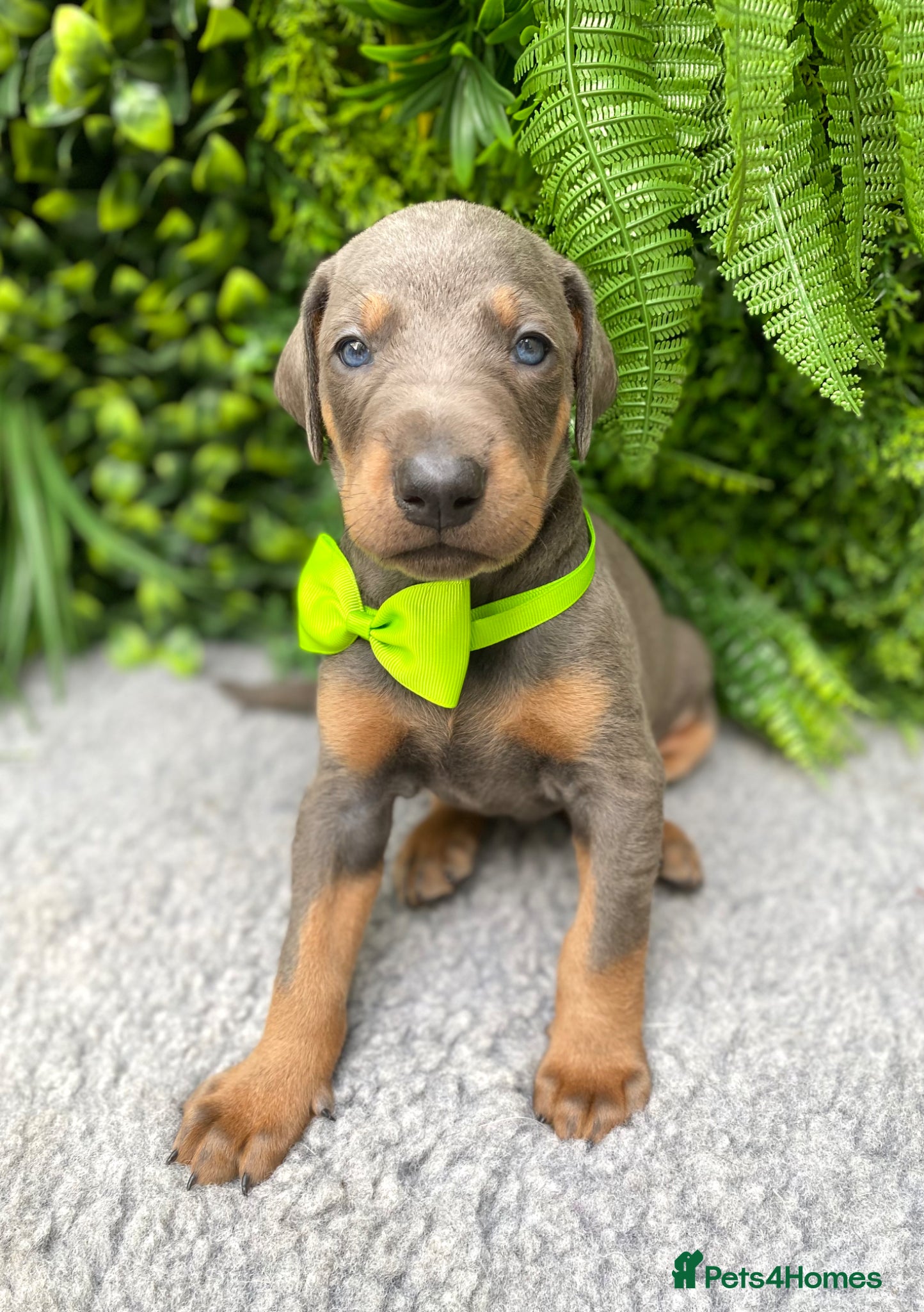 Dobermann dogs *KC REGISTERED* HEALTH TESTED DOBERMAN PUPPIES* - Advert 2