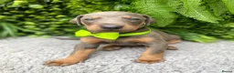 Dobermann dogs for sale: *KC REGISTERED* HEALTH TESTED DOBERMAN PUPPIES* - Advert 28