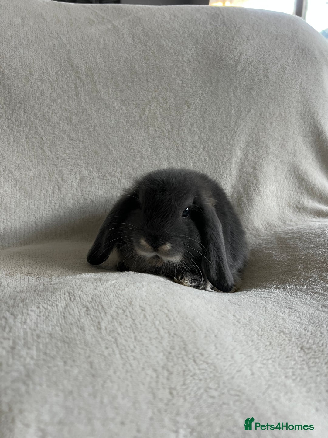 Mini Lop rabbits for sale: Mini Lops Ready To Leave Now - Image 4