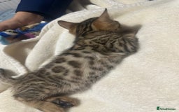 Bengal cats for sale: Beautiful bengals  - Advert 21