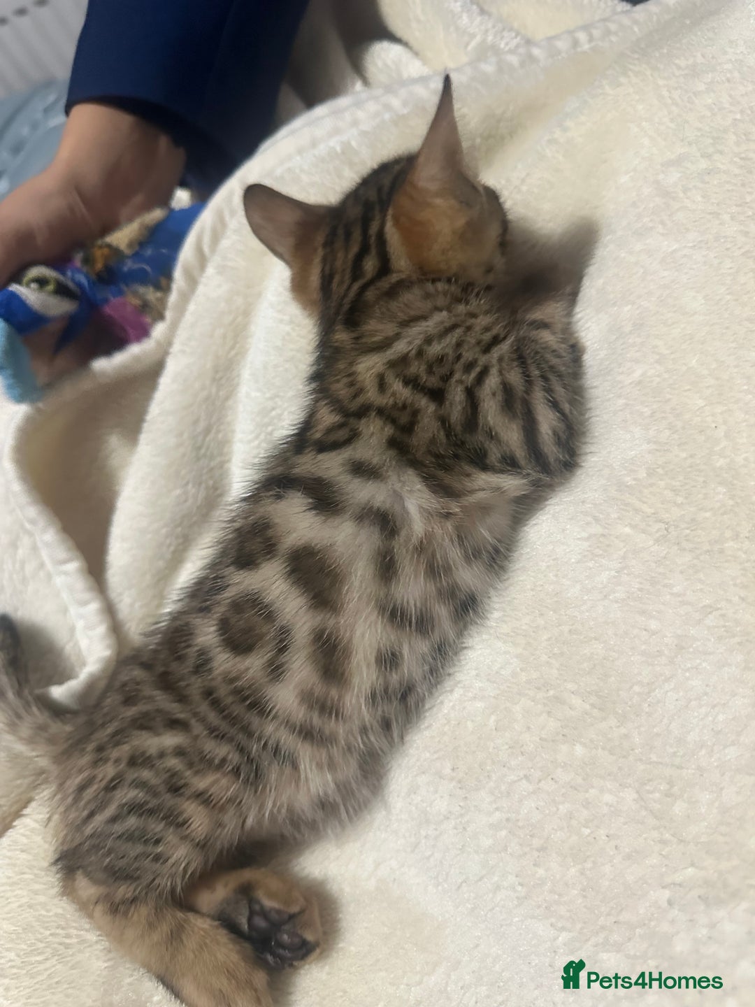 Bengal cats for sale: Beautiful bengals  - Advert 21
