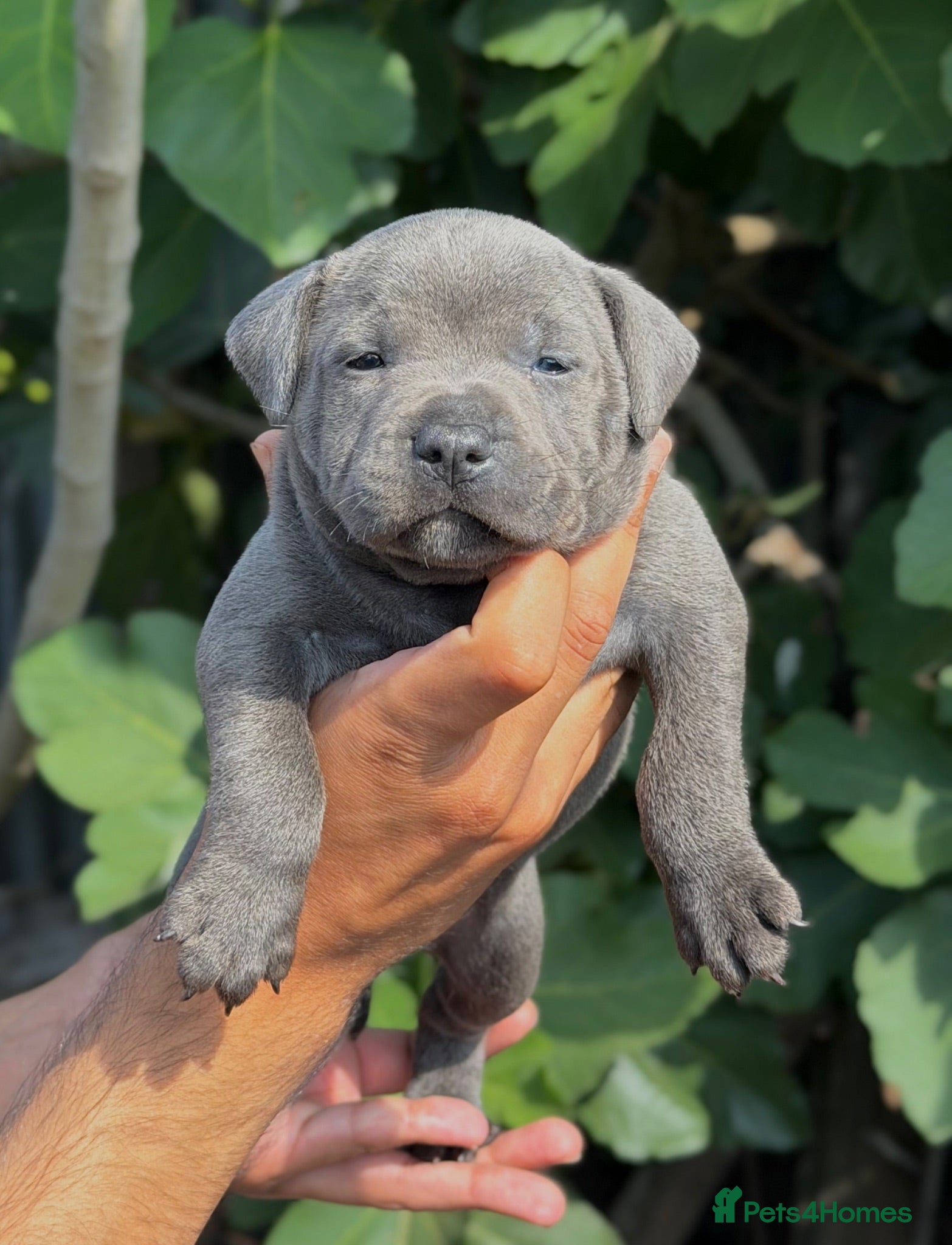 Staffordshire Bull Terrier dogs KC Health Tested Staffordshire Bull Terriers - Advert 1