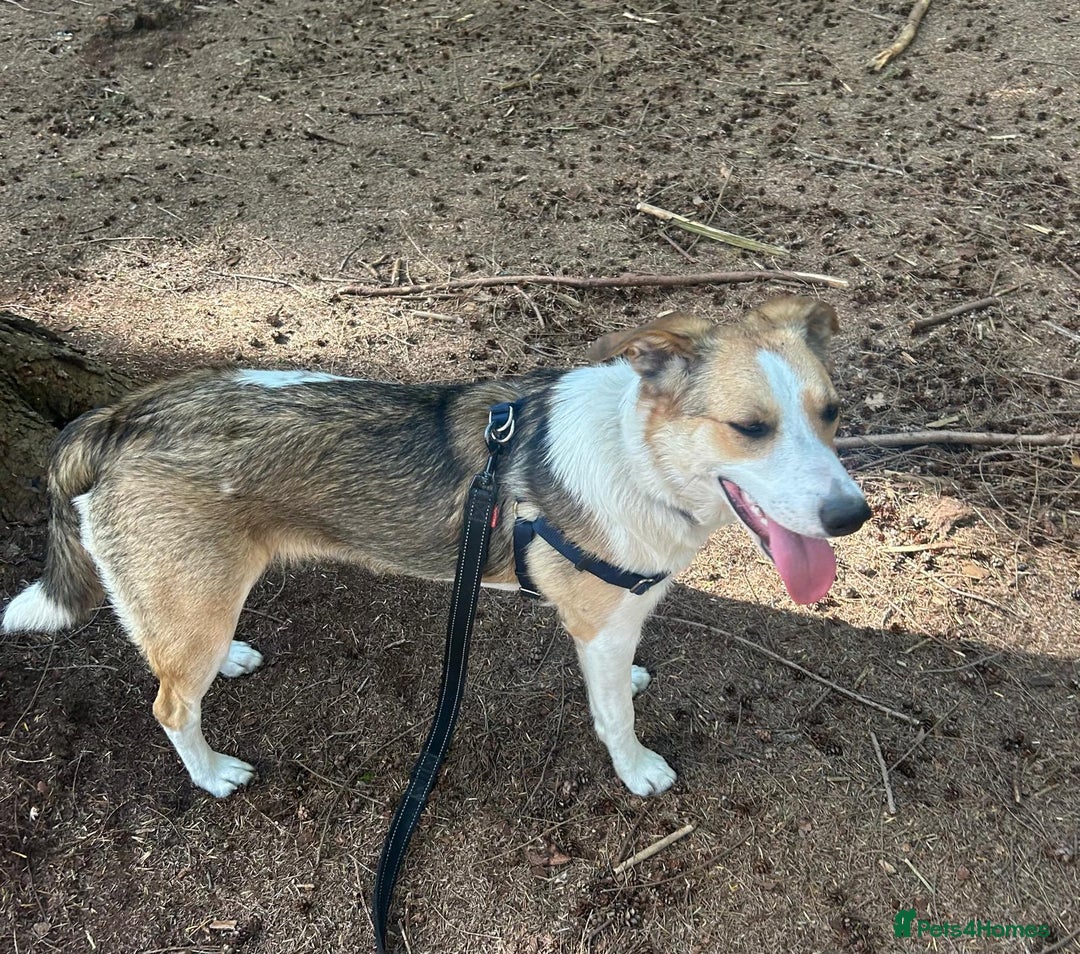 Border Collie dogs for sale: Young border collie - Image 4