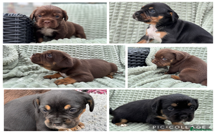Mixed Breed dogs - Advert 1