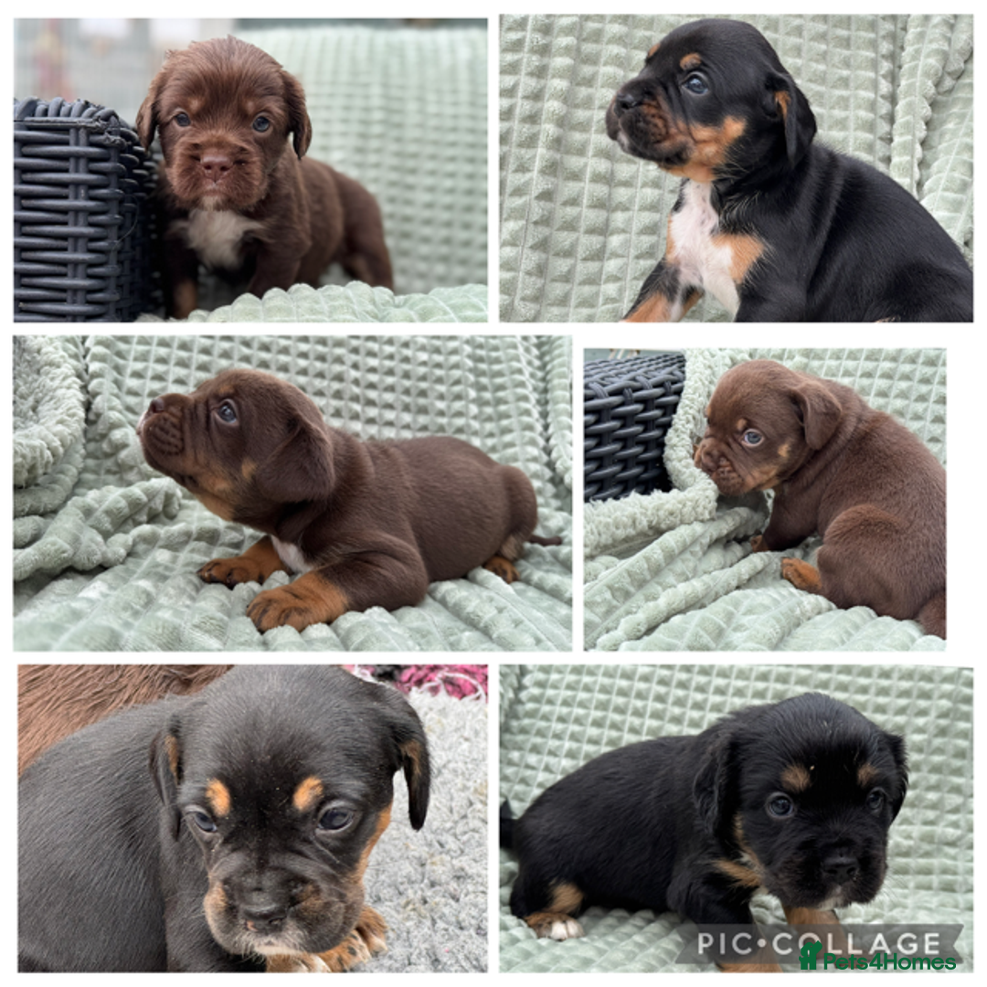 Mixed Breed dogs for sale: French Bulldog x Springer Spaniel pups ready 15Oct - Image 1