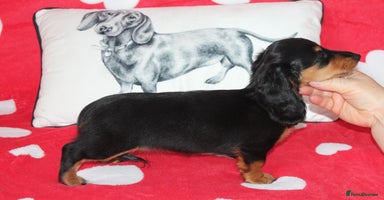 Dachshund dogs - Advert 9