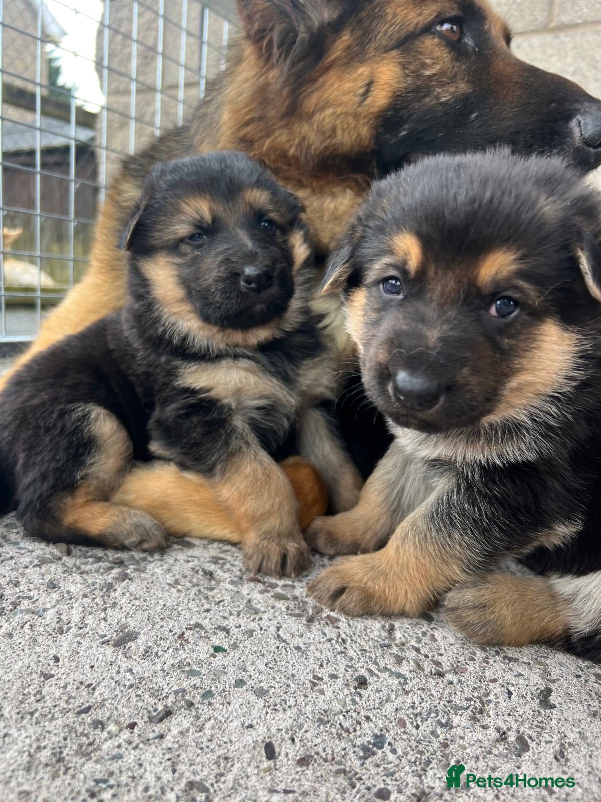 German Shepherd dogs German Shepherd pups - Advert 2