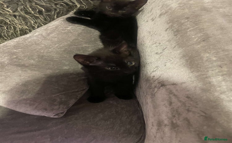 Bombay cats - Advert 1
