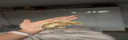 Gecko reptiles for sale: 2y/o Female Crested Gecko & Bioactive Vivarium - Advert 9