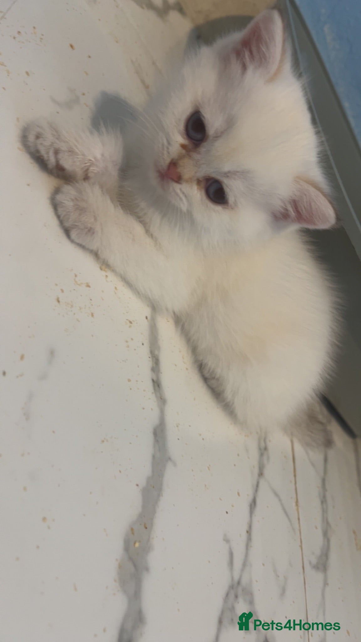 British Shorthair cats 😻 6 chunky fluffy Kittens available 😻 - Advert 2