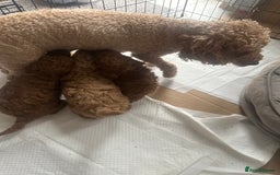 Toy Poodle dogs for sale: 🤎Toy poodles🤎 - Image 28