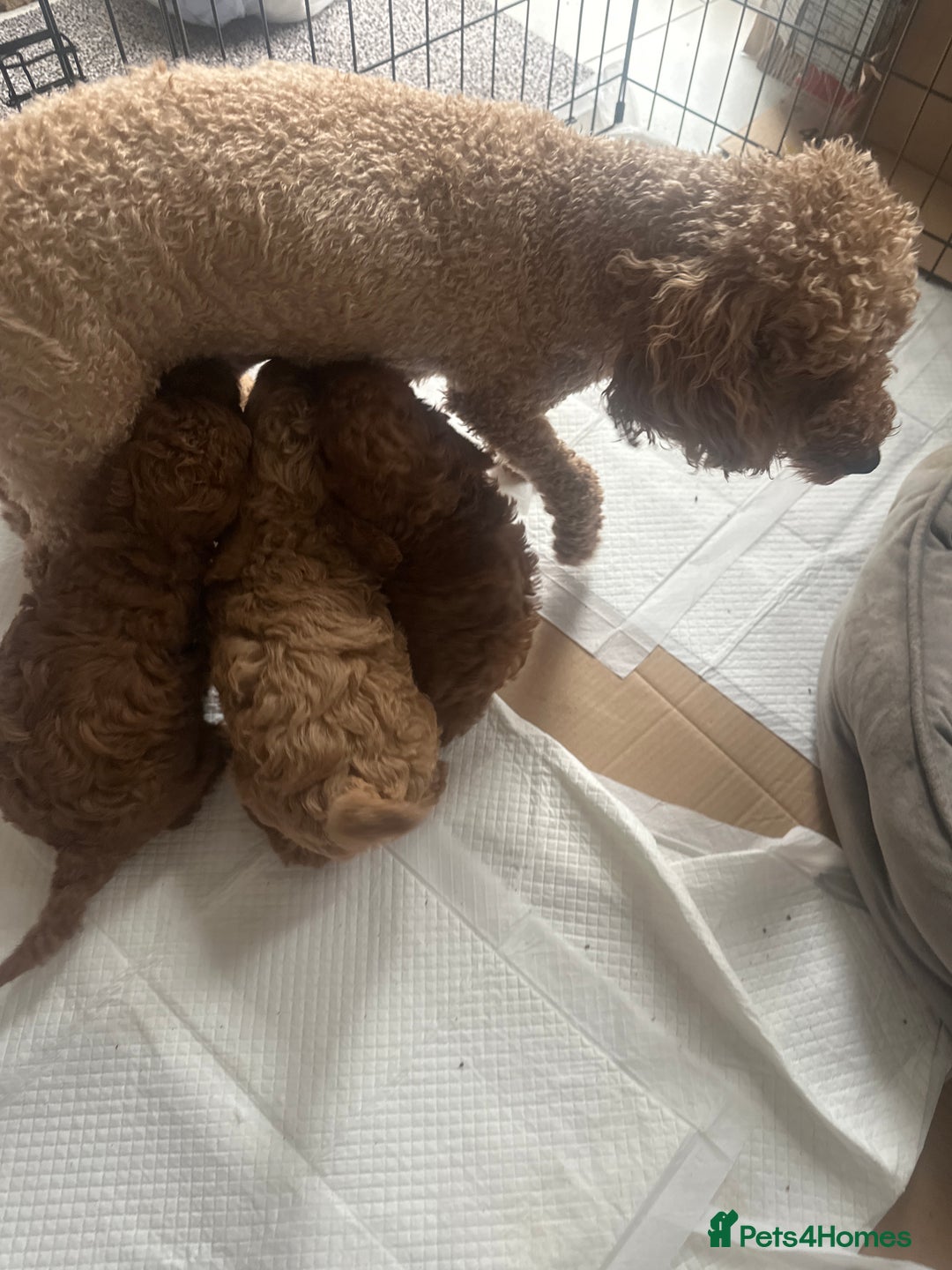 Toy Poodle dogs for sale: 🤎Toy poodles🤎 - Image 28