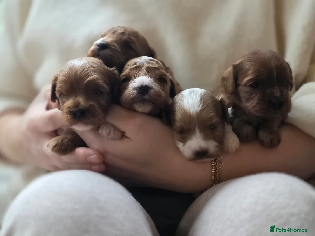 Cavapoo dogs for sale: Small F2 Cavapoo Puppies – Family Raised - Advert 10