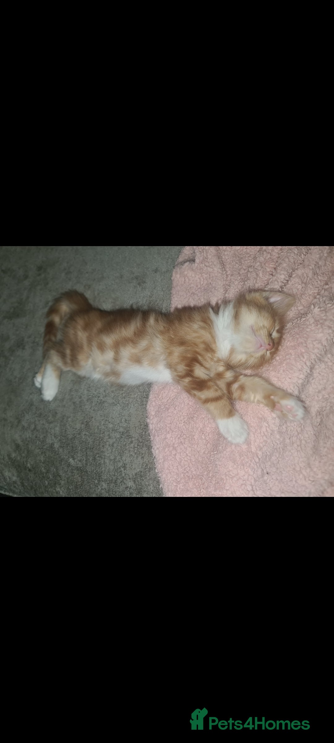 British Shorthair cats for sale: Beautiful brother and sister kittens  - Image 2
