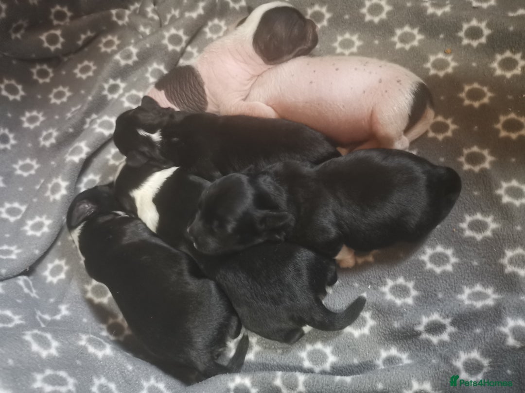 Chinese Crested dogs for sale: Chinese crested puppies for sale  - Advert 6