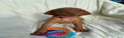 Hungarian Vizsla dogs for sale: 8 Five week old KC Reg Vizsla Puppies for sale - Advert 3
