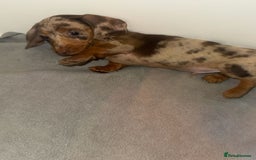 Dachshund dogs for sale: Mini long and smooth hair dachshund puppies  - Image 15