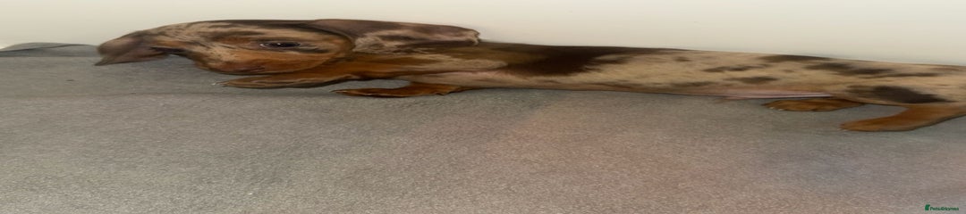 Dachshund Puppy 1
