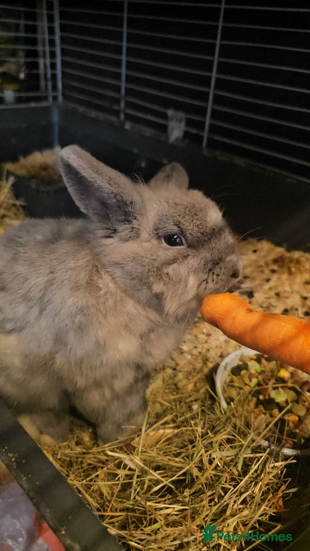 Mixed Breed rabbits for sale: Rabbits león had  in Northampton - Advert 5