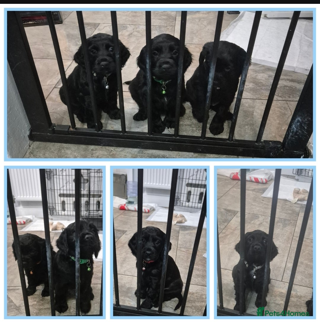 Cocker Spaniel dogs Working cocker pups - Advert 16