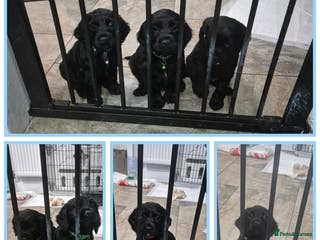 Cocker Spaniel dogs Working cocker pups - Advert 18