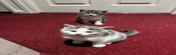 American Shorthair cats for sale: 3 Little Tabbies Looking for Their Forever Homes! - Advert 29