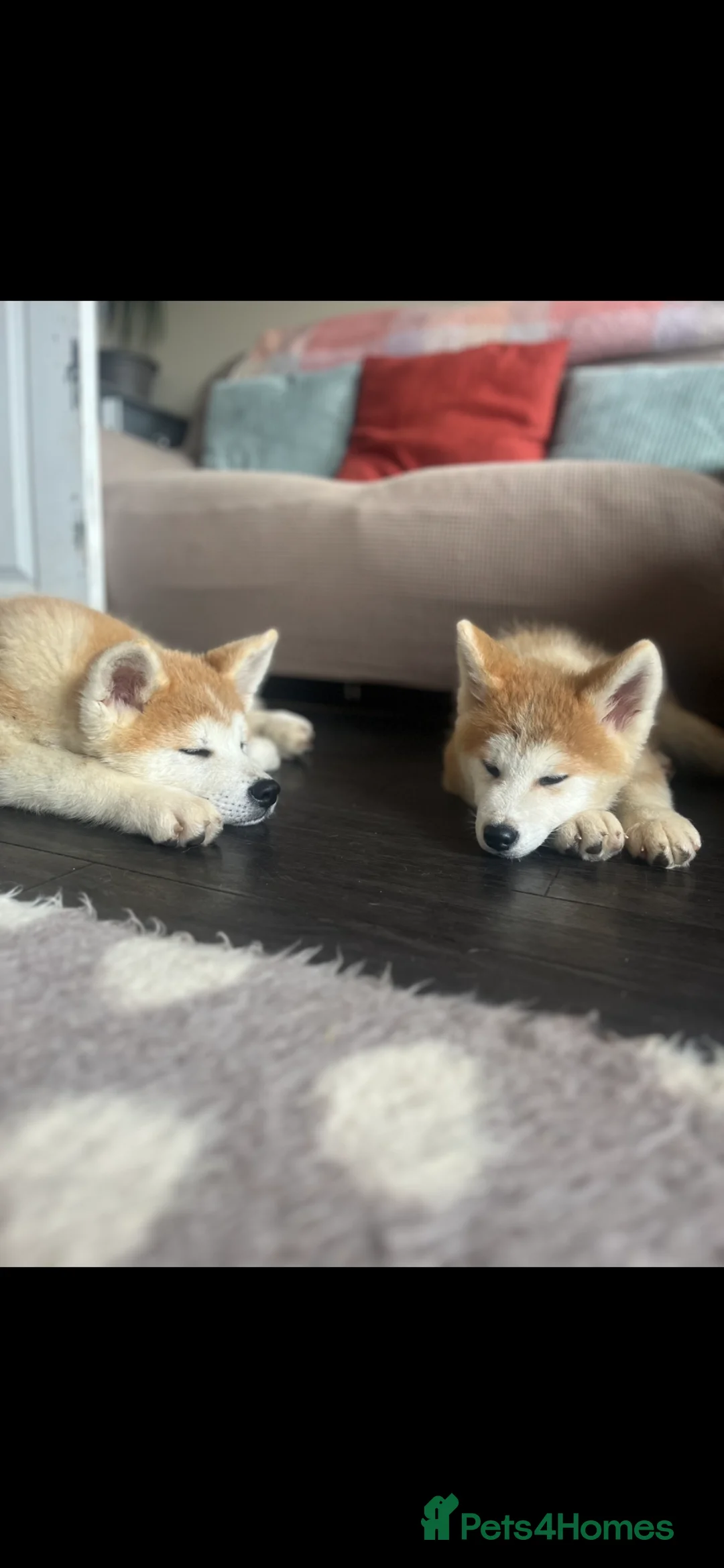 Japanese Akita Inu dogs for sale: Stunning Male puppies  in Bury Saint Edmunds - Advert 2
