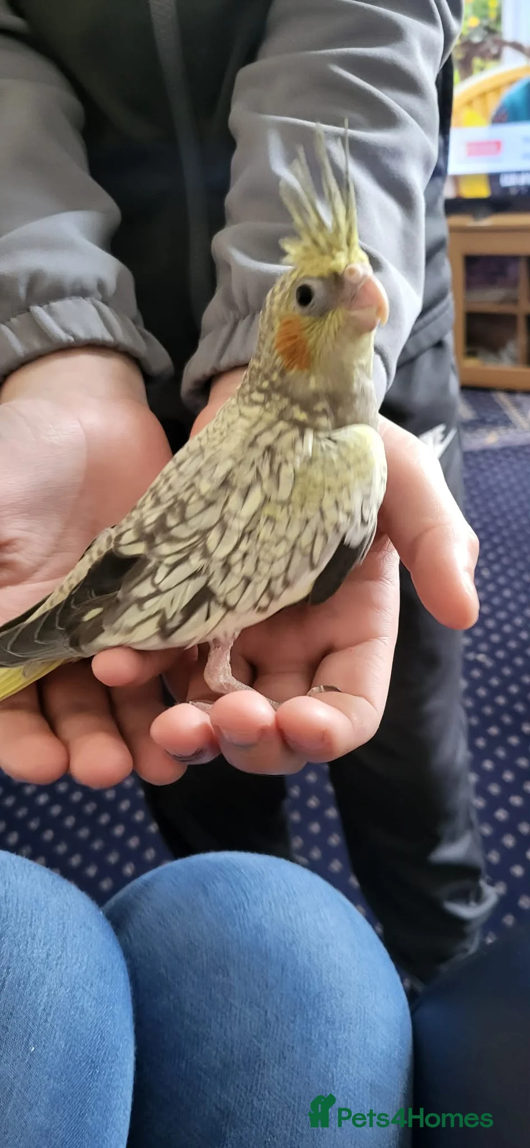 Cockatiels birds for sale: hand tame cockatiels in Worksop - Advert 2