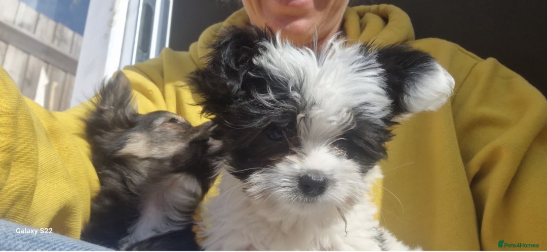 Jackapoo dogs for sale: Jackapoo  - Image 5