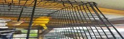 Parrots birds for sale: 2 parrots for sale  in Bristol - Advert 4