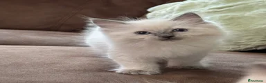 Ragdoll 1