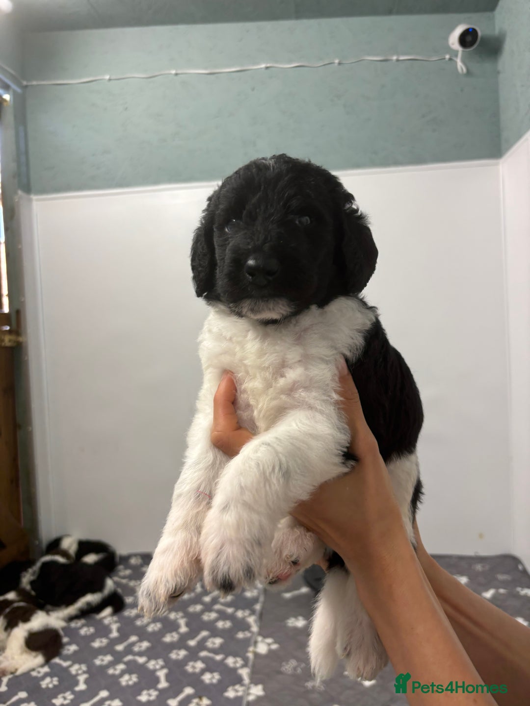 Bernedoodle dogs for sale: F1b St Berdoodle pups born 18/09 - Image 19