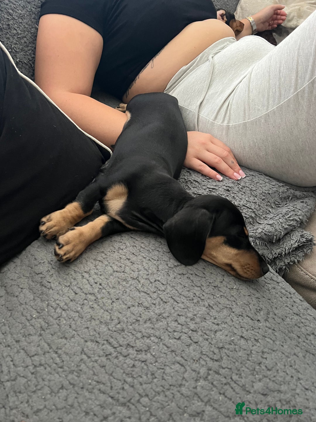 Miniature Dachshund dogs for sale: KC Miniature Dachshund - Image 1