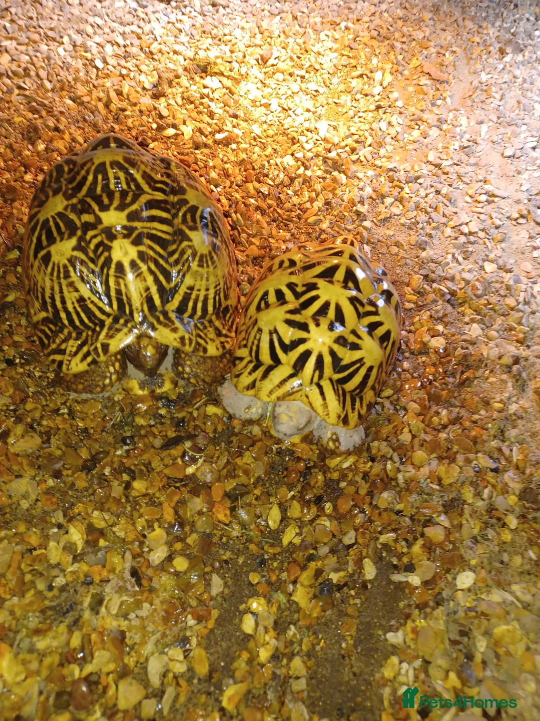 Tortoise reptiles for sale: ADULT PAIR OF INDIAN STAR TORTOISES UNRELATED  - Advert 4