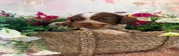 Mixed Breed dogs for sale: F1BB ENGLISH SHOW TYPE COCKERPOOS in Waterlooville - Advert 18
